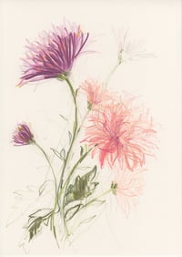 Pink chrysanthemums II