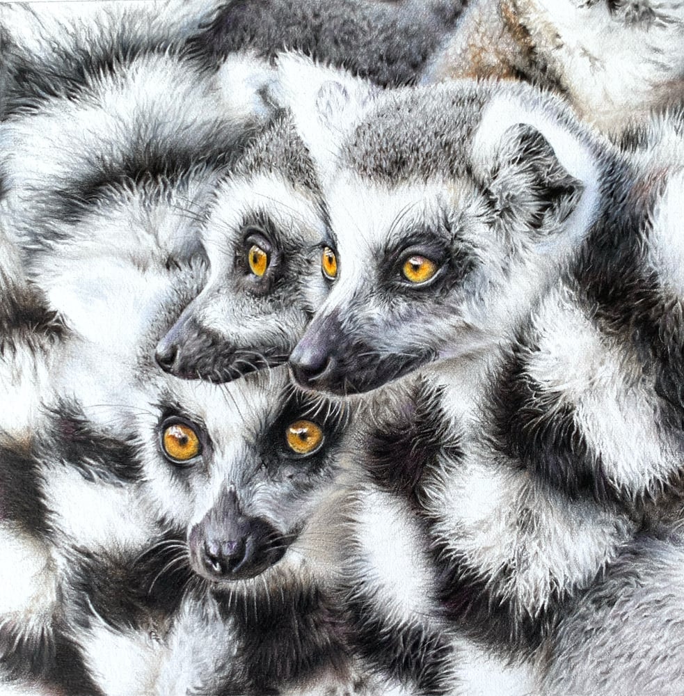 Image of 'Ring-tailed Lemurs' Limited Edition Print
