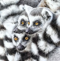 'Ring-tailed Lemurs' Limited Edition Print