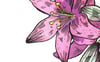 Pink Flower Watercolour Art Print 