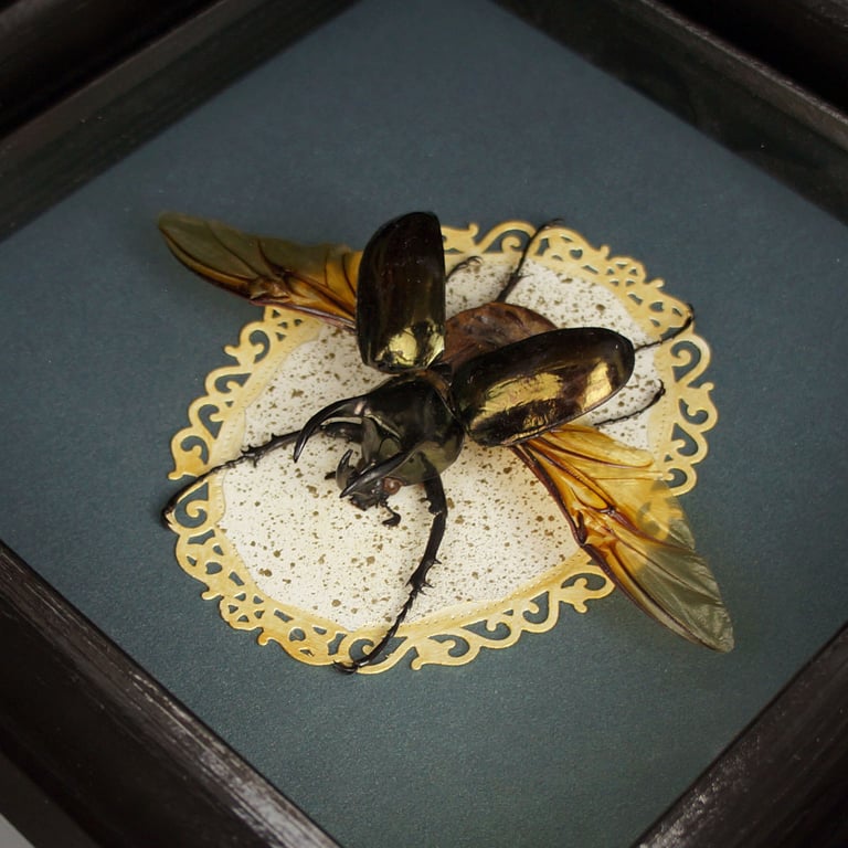 Real framed Atlas beetle Image 3