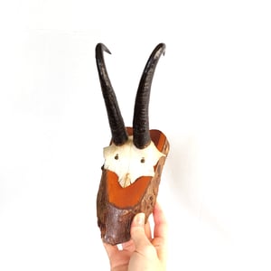 Image of  Vintage Woodslice Mounted Chamois Goat Horns II