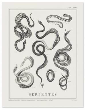 Serpentes Print