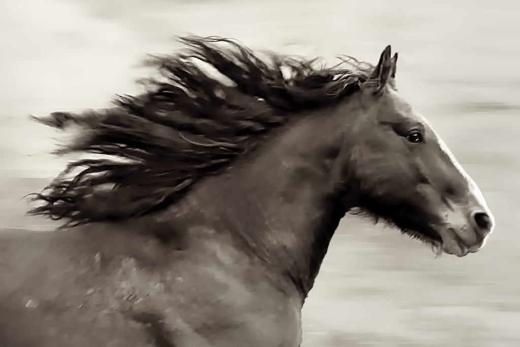 Image of Pegasus