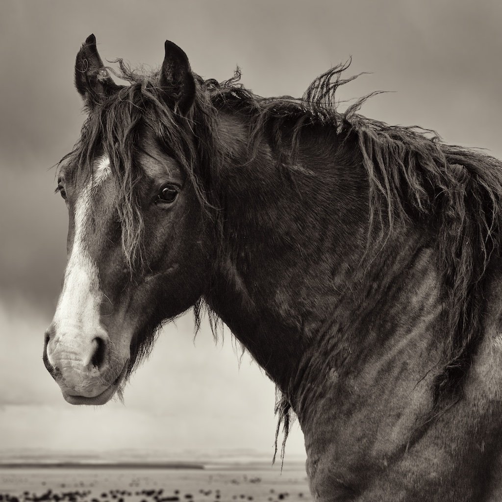 Image of Survivor