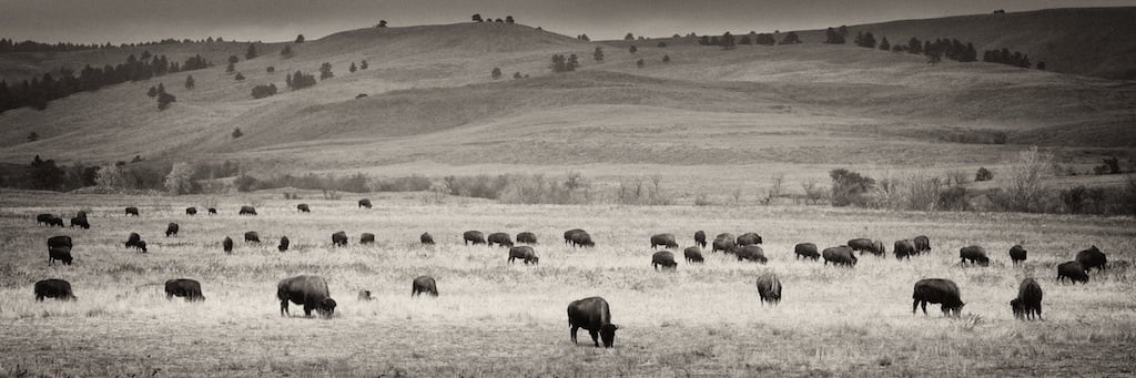 Image of Where the Buffalo Roam