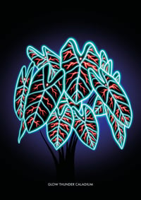 GLOW THUNDER CALADIUM PRINTING