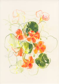 Garden nasturtiums