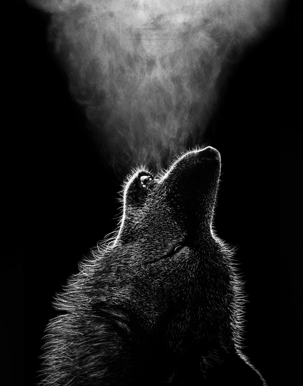 Image of Wolf Howl