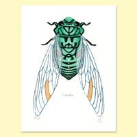 Image 1 of Cicada