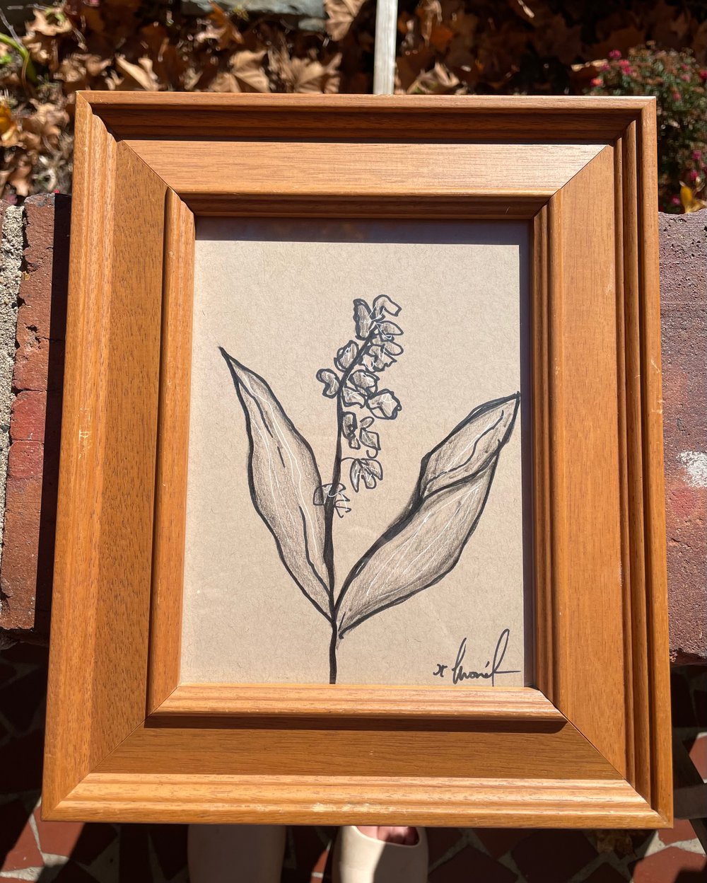 Image of Framed Botanical Drawing
