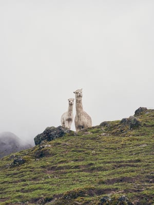 Image of #2 Sacred Valley, Peru