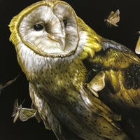 Image 2 of Barn Owl