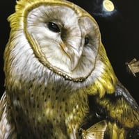 Image 3 of Barn Owl