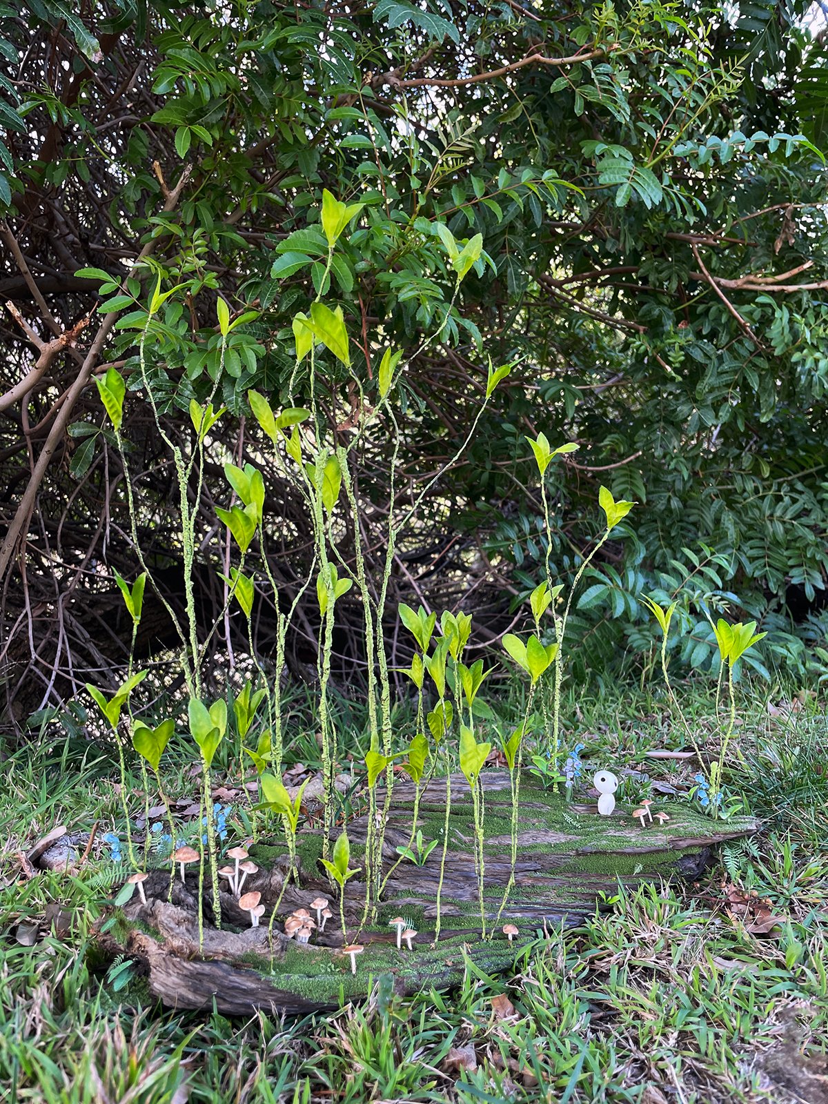 Image of Forest Renewal II