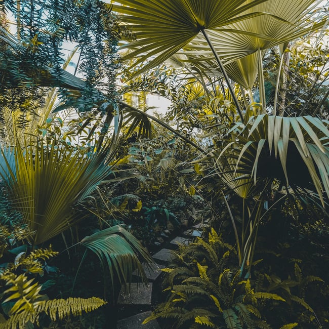 Jungle