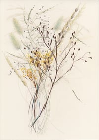 Autumn grasses II