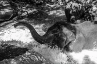 Majestic Thai Elephant 2