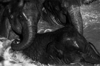 Majestic Thai Elephant 3