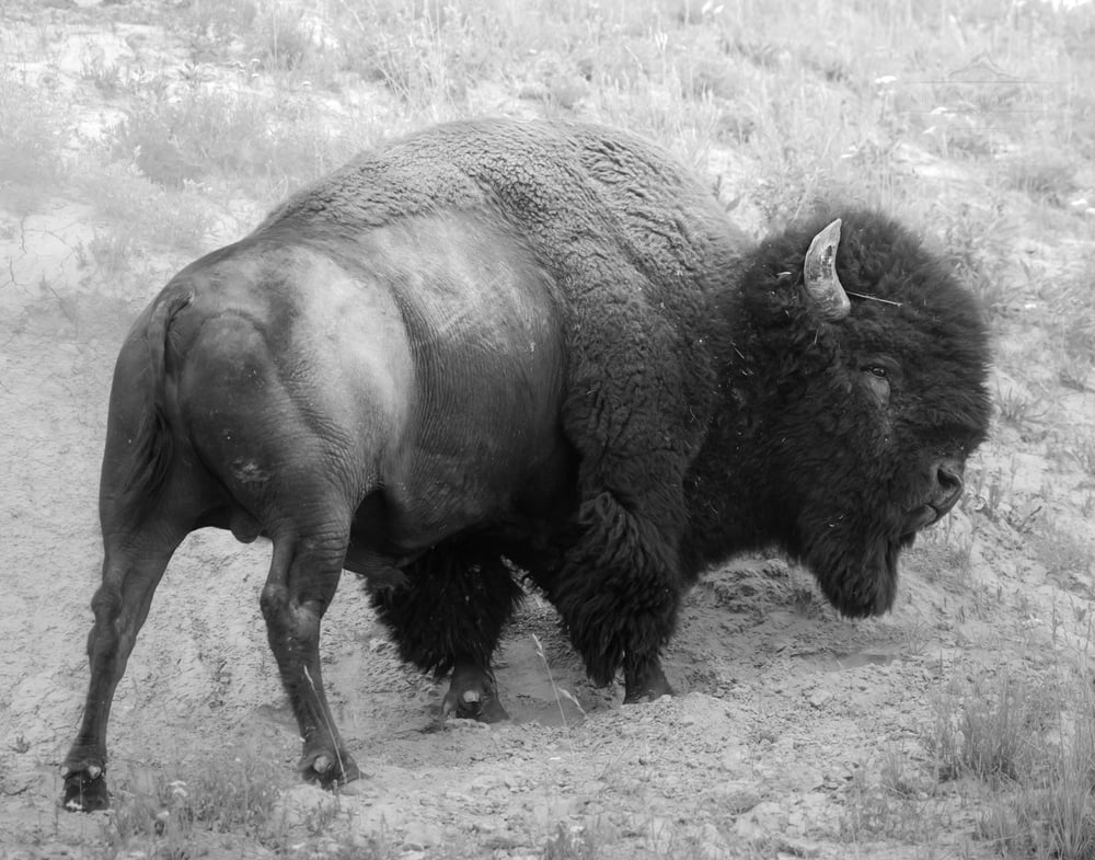 Image of Iconic Bison