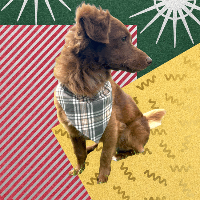 Christmas Cozy Plaid Dog Bandana