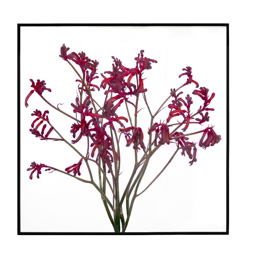Image of Kangaroo Paw 