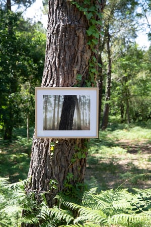 un arbre cache 