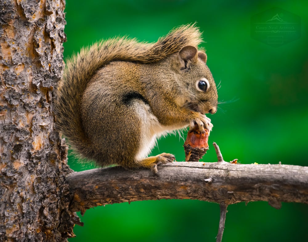 Image of Forest Friend