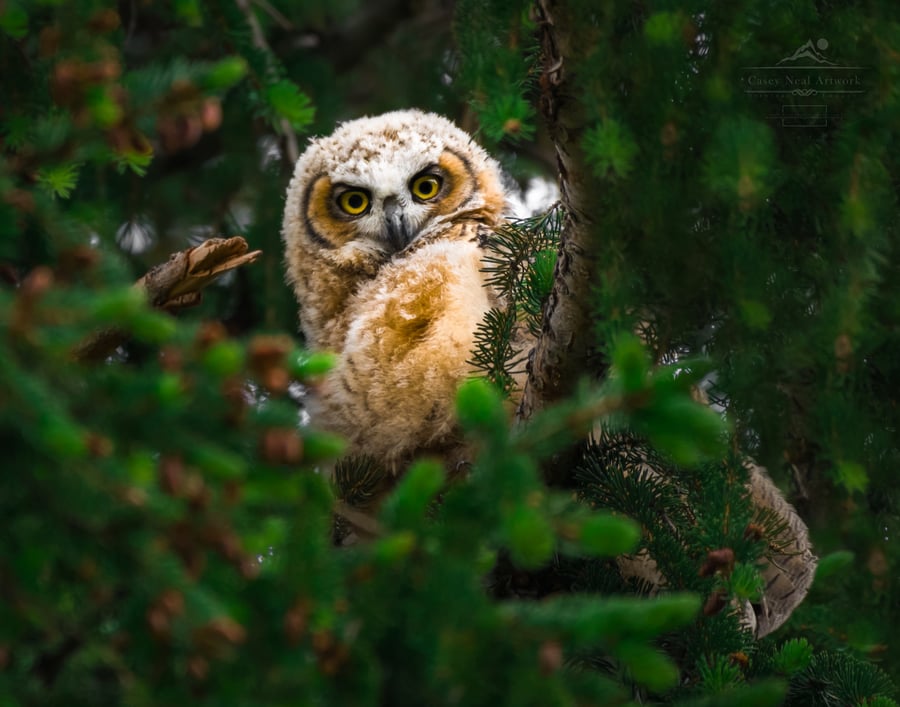 Image of Dusk Owlet