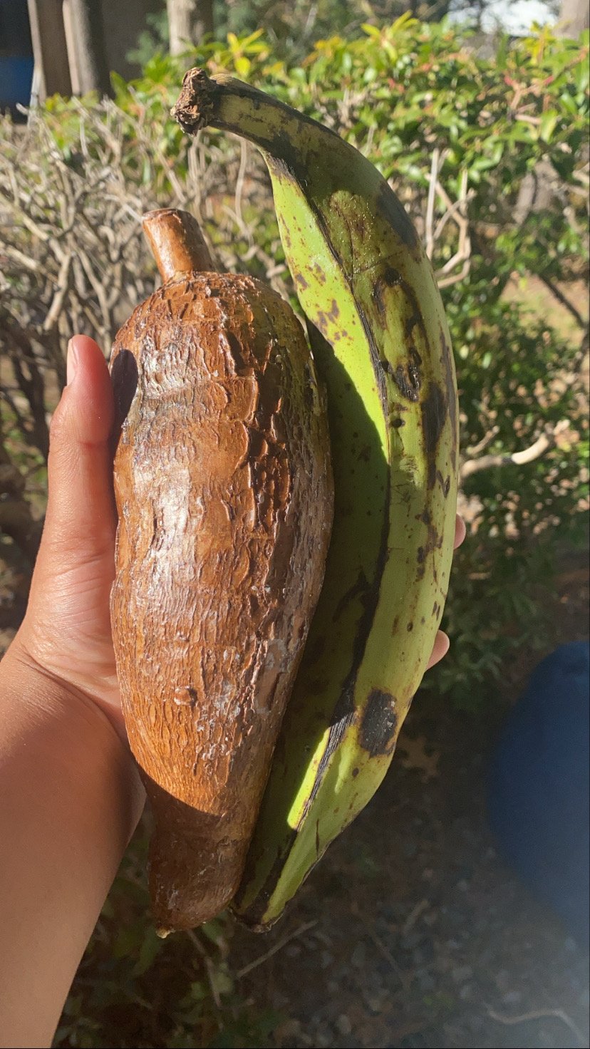 Plantain & Yucca Healing Soap