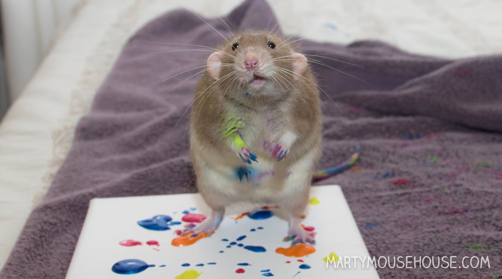 Image of Commission your own Rat Art!  