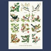A Year of British Birds - A2 Poster