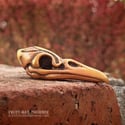 Fancy Bird Skull - Deep Gold
