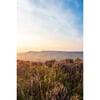 Heather in bloom Landscape Print