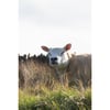 Happy Chap! Wildlife Print