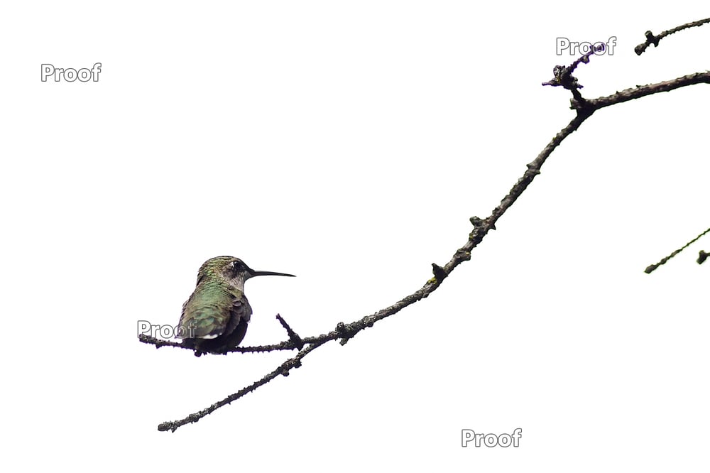 Image of Hummingbird photo taken in my backyard