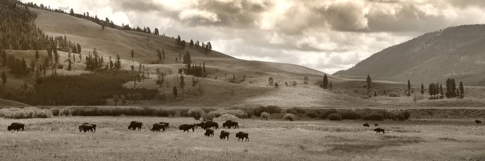 Image of Sepia tone panoramic- herd of bison in Lamar Valley, Yellowstone 