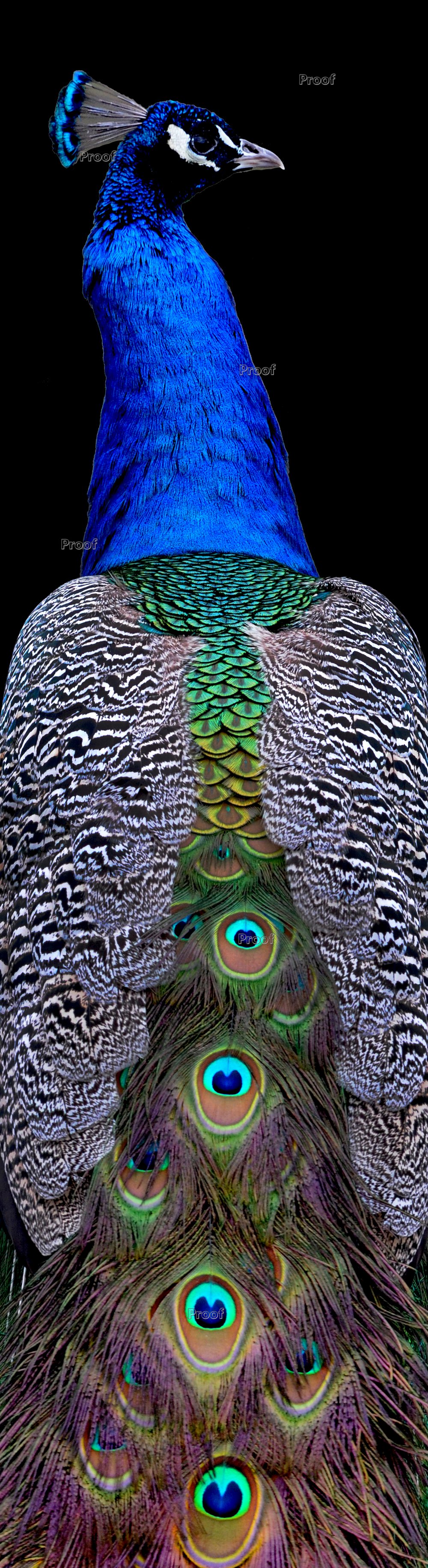 Image of Detroit Zoo Peacock