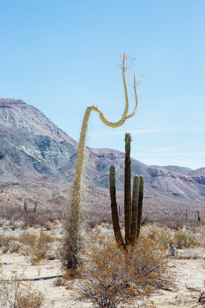 Image of Desert