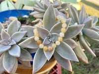 Image 1 of Citrine Beaded Bracelet (Small)