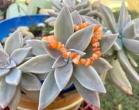 Image 1 of Orange Chipped Beaded Bracelets