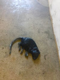 Image 1 of Dead Rat