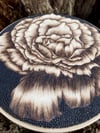 Tea Rose