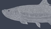 Image 3 of Fine Art Print / Tarpon (18 in. x 24 in.) Signed.