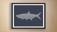 Image 2 of Fine Art Print / Tarpon (18 in. x 24 in.) Signed.