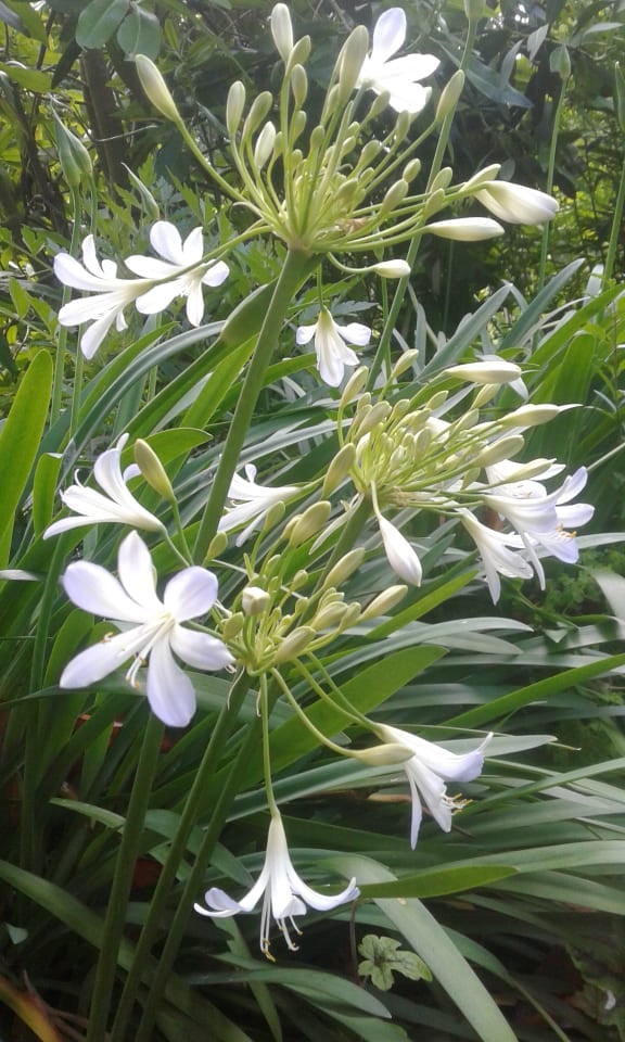 Image of Agapanthus - Pale blue/white (Name Unknown)