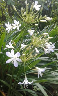 Image 2 of Agapanthus - Pale blue/white (Name Unknown)