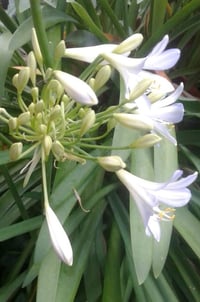 Image 3 of Agapanthus - Pale blue/white (Name Unknown)