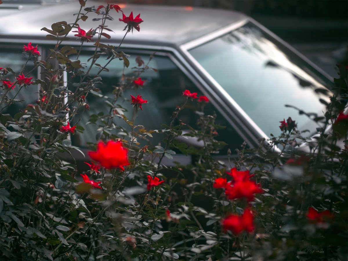 Sean Kelly Conway Roses 16x24 Imagine