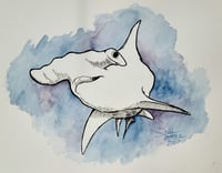 Hammerhead Shark Study